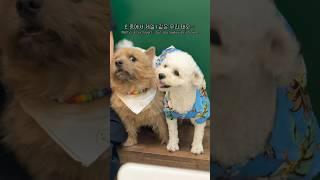 (아… 집에 가고싶다…) #마태오 #반려견 #반려견일상 #강아지 #강아지브이로그 #doglife
