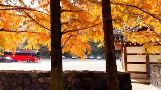 금산 지구별그림책마을 | 산과 정원, 꽃과 나무, 바람과 구름, 가족이 있는 곳 | Landscape of korea  | 드론촬영(Drone shot 4k) Welcome-fly