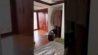 别和边牧玩抓迷藏，真的！边牧 铲屎官和他的主人 萌宠 养狗人 边牧果冻
