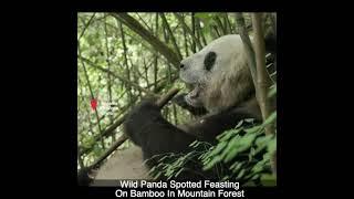 Wild Panda Spotted Feasting On Bamboo In Mountain Forest #shorts