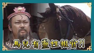 包青天經典精華／馬兒有靈性報官?! 靈性黑馬載主人遺體奔開封府喊冤 包公竟直接審下去!｜貞節牌坊 Bao Thanh Thiên