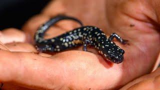 UK senior’s salamander research leads to success outside the classroom