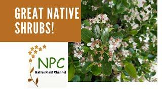 Great Native Shrubs for the Northeast! #native plant gardens #native shrubs