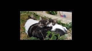 Funny Cats c65 5 #shortsvideo