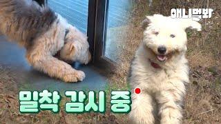 당신은 제 곁에서 벗어날 수 없습니다ㅣDog won’t let you go