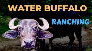 Water Buffalo Ranching