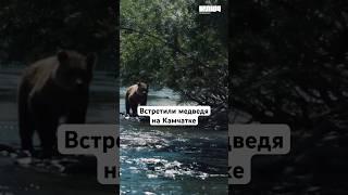 Опасны ли медведи на Камчатке #ключ #shorts #путешествие