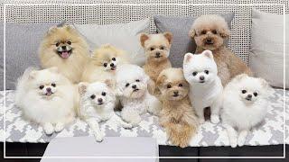 A bunch of dogs Acting Cute