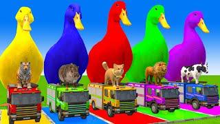 5 Giant Duck Cartoon,Cow,Mammoth,Dog,T-Rex,Lion,Tiger Paint Wild Animals Crossing Fountain Animation