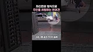 반려견을 두고간 주인이 돌아오지않은 이유