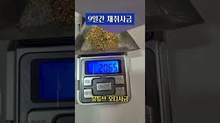 쉬는 9일간 채취사금 최종 중량 확인! 아마 5돈은 넘겠지?! #사금 #사금채취 #goldpanning #gold