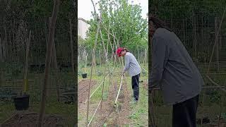 DIY Bamboo Trellis| Spring Season | Backyard Garden ( Homegrown )#shorts