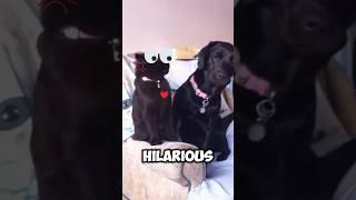 Furry Friends or Frenemies? This Couch Cuddle Goes Hilariously Sideways