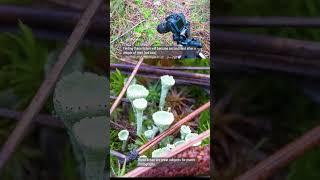 Cladonia Lichen of conifer forest habitat