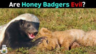 The Terrifying Truth About Honey Badgers