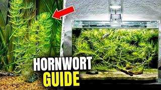 How To Grow Hornwort (Ultimate Guide)