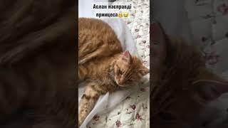 АСЛАН НАСПРАВДІ ПРИНЦЕСА