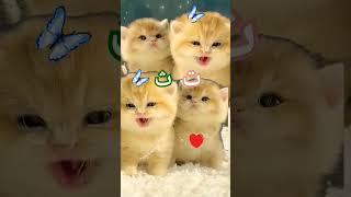 Alif un ba ta un sa️️️love this cat #cute #kitten #catlover