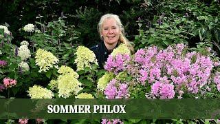 Sommerliche Farbenpracht: Alles über die Vielfalt der Sommer Phlox