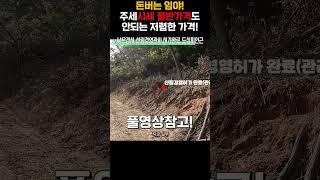 돈버는 임야! 시세절반가격도 안되는~무조건추천! 낮은경사 관리사 건축! 세상사는 부동산 #shorts #임야 #임야매매 #임야매물 #경북임야 #김천임야