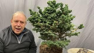 Transforming a Canadian Hemlock Into a Wonderful Bonsai in 1 Hour