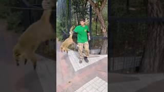 Хитрый зверь сбежал из клетки! #shorts #taigan #зверьсбежал