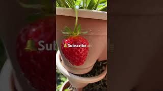 🫑#Epic gardening #Container gardening #patio garden