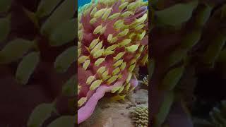 Zeroscope XL  Text2Video National Geographic Ocean Reef