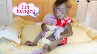 Happy Morning of Monkey PUPU and Baby Monkey Poki