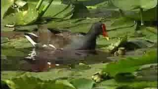 Young Friends of the Everglades Commercial 1