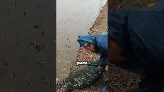 Крабы + рис = двойной урожай! #факты