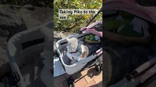 Taking Piko to the sea.#kittens #cat #cuteanimal #cute #cutecat #cutepet #catlover #catvideo #cats