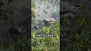 He's NOT sleeping!!  Alligator surprise