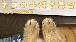 猫の手ってなんでこんなに可愛く作られてるんですか？？