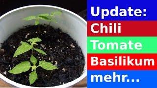 Pflanzenupdate: Chilis, Tomaten, Basilikum & mehr