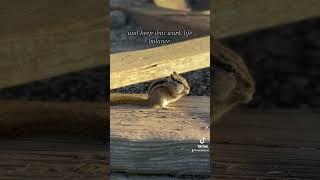 Spiritual Meaning of Chipmunks #chipmunk #spiritanimals #chipmunkspirit