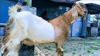 Bentar Lagi Beranak Harga Murah Meriah !! Pasar Kambing Tuban