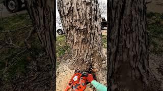 Last Cut on This Maple