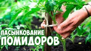 Подвязка Томатов   как вырастить помидор   сад огород