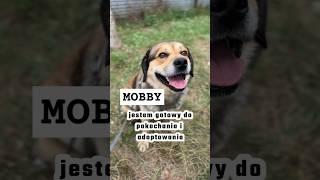 MOBBY - jest gotowy do pokochania i adoptowania / czytaj opis ! #pies #adoptme #wolontariat #dog