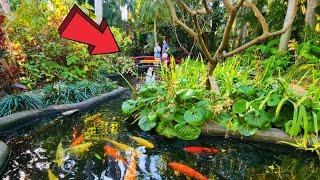 Sunken Gardens St Petersburg Florida Full Tour