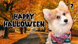 Best Talking Corgi Videos! (October 2024)