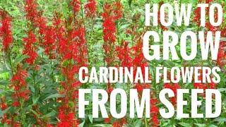 Cardinal Flower From Seed [How To]