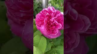 Portland Rose “Yolande d’Aragon” - Illinois Zone 5 Garden #Shorts