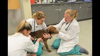 Veterinary Technology at Piedmont Technical College