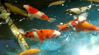 Secrets to Training your koi to be friendly