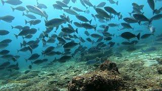 ikan yang melimpah di selatan pulau seram Maluku || spearfishing Indonesia