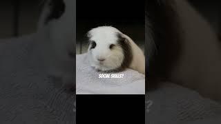 This is almost every Guinea pig’s inner voice