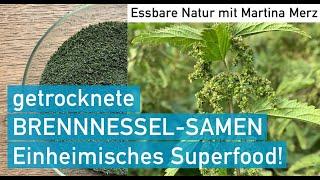 Getrocknete Brennnessel-Samen – einheimisches, aphrodisaisches Superfood