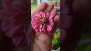 Flowers are coming in daily!  #flowergarden #homesteading #freshflowers